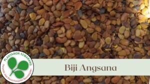 Biji Akasia Mangium