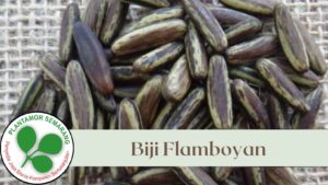 Biji Flamboyan