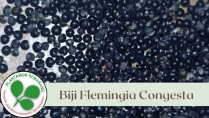Biji Flemingia Congesta
