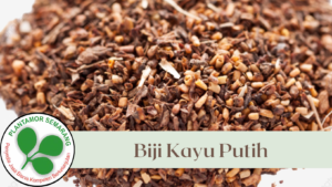 Biji Kayu Putih