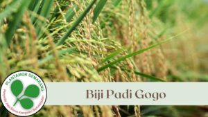 Biji Padi Gogo