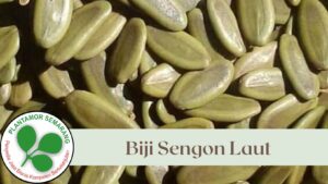 Biji Sengon Laut