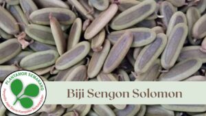 Biji Sengon Solomon