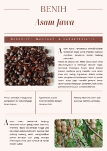 Asam Jawa