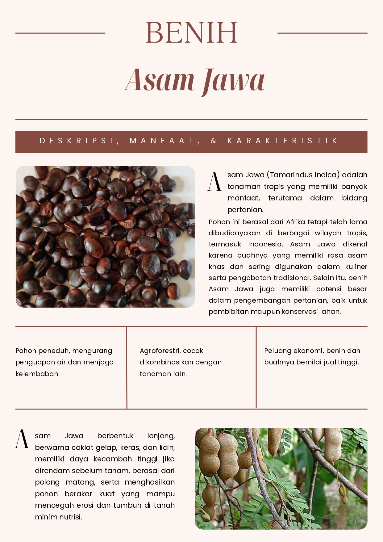 Benih Asam Jawa Plantamor