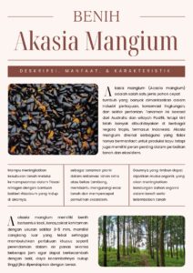 Acassia mangium