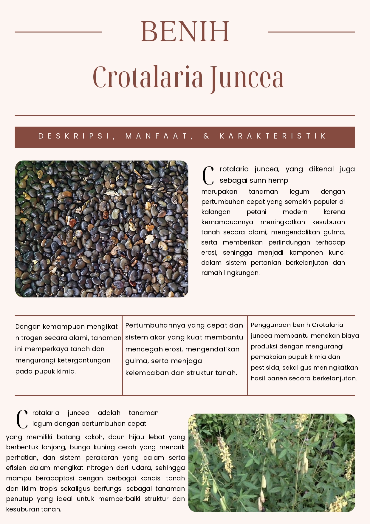 Benih Crotalaria Juncea (CRJ) dari CV Plantamor