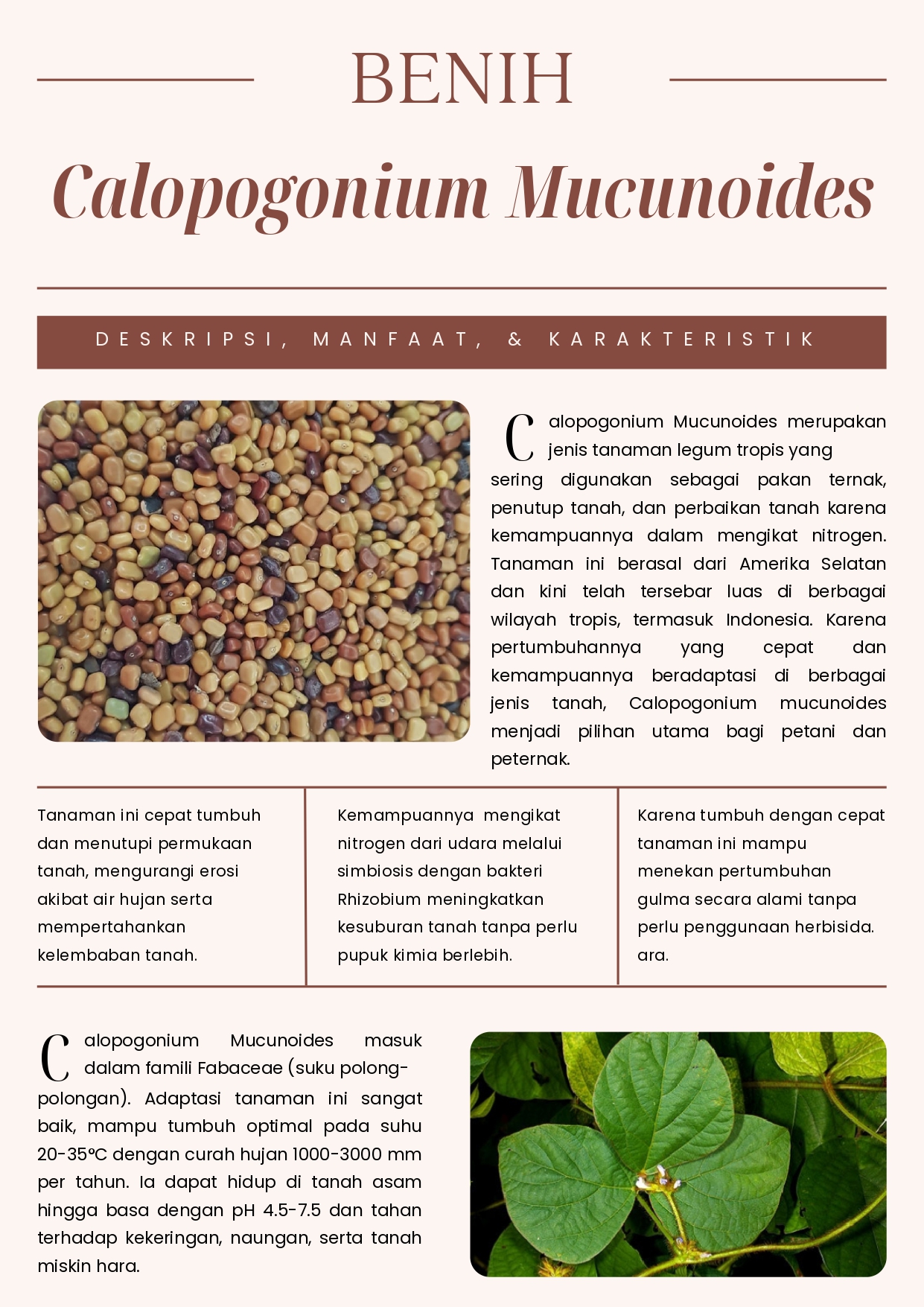 Benih Calopogonium Mucunoides (CM) untuk Legume Cover Crop