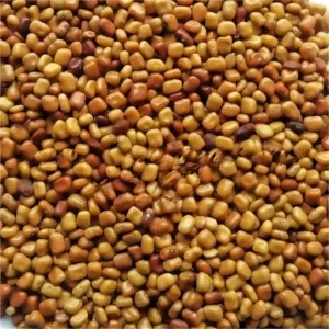 Calopogonium mucunoides ( CM )