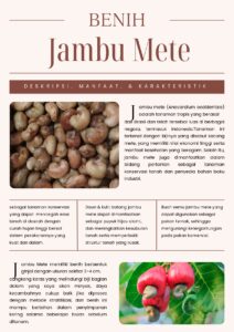 Jambu Mete