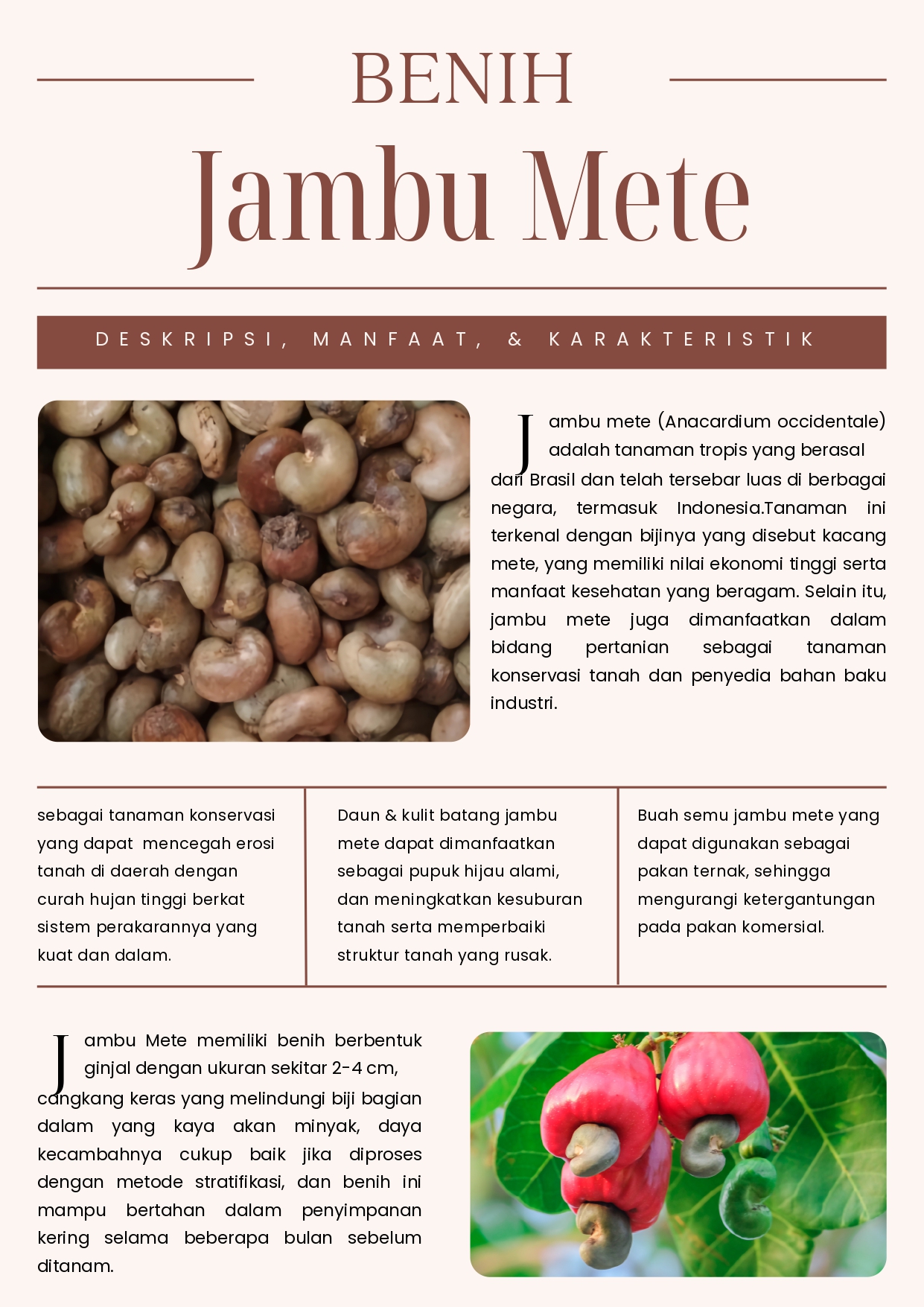 Promosi Bibit Jambu Mete dari CV Plantamor