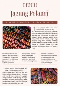 Jagung Pelangi