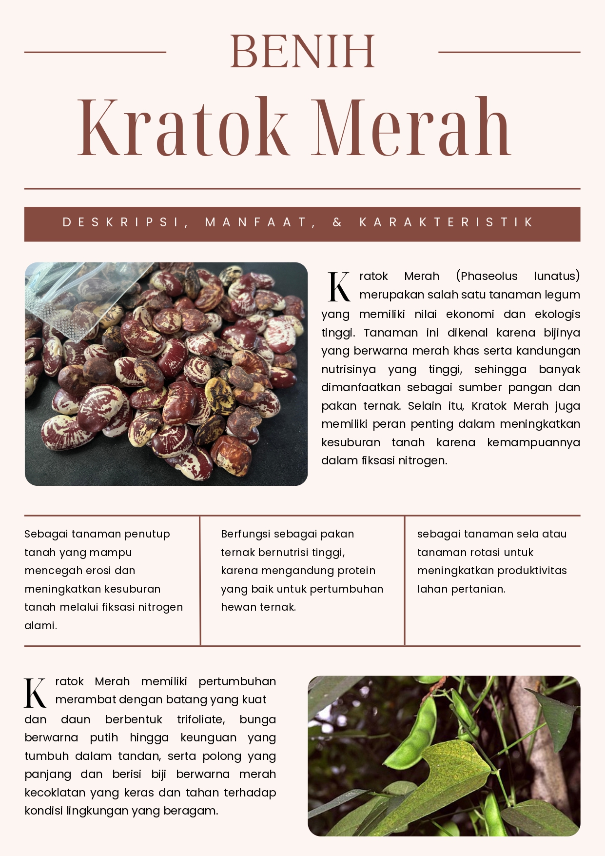 Kacang Kratok Merah - Tanaman Penutup Tanah Unggul
