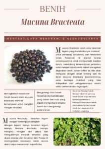 Mucuna bracteata ( MB )