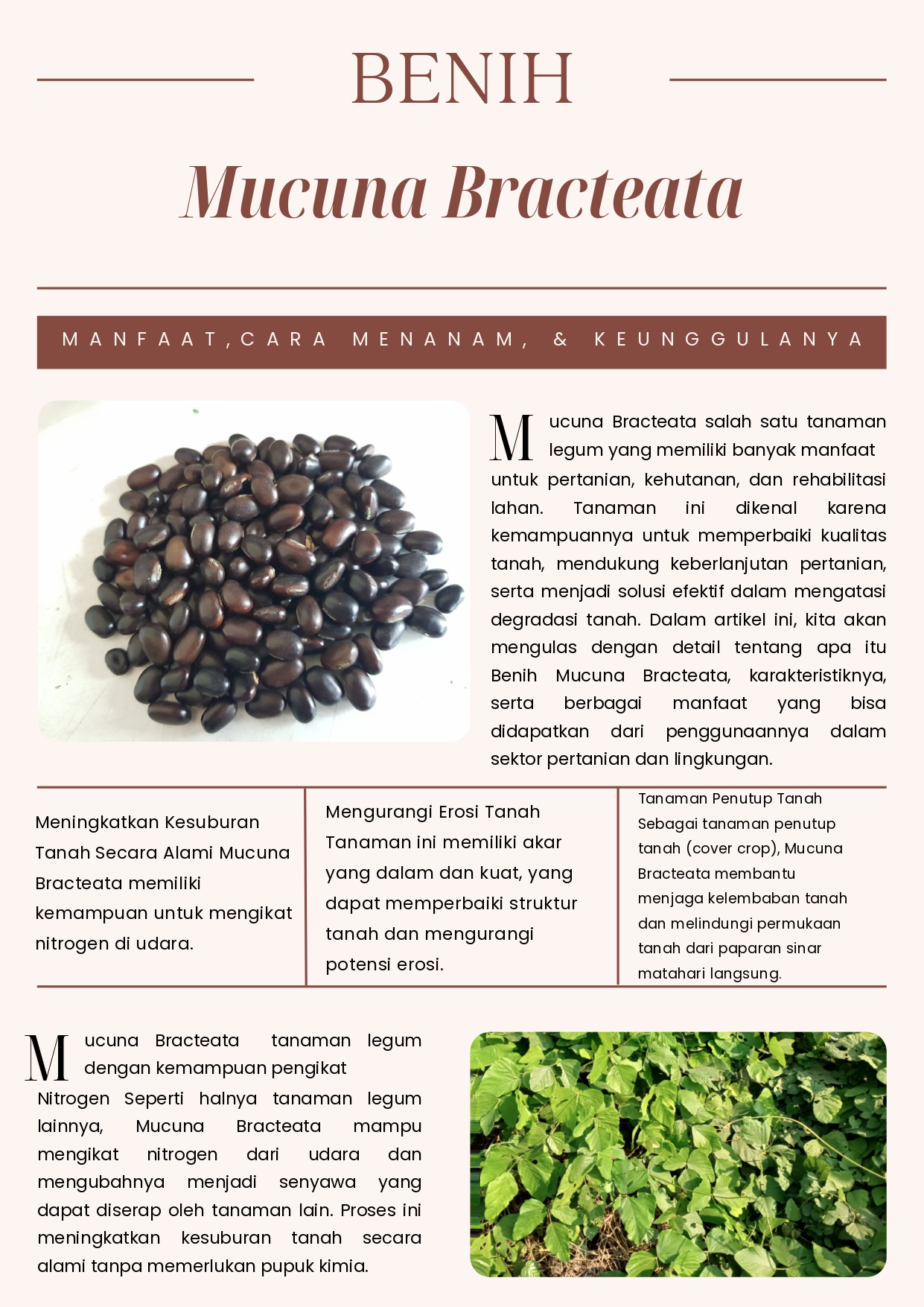 Benih Mucuna Bracteata