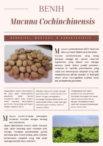 Mucuna cochinchinensis (MC)