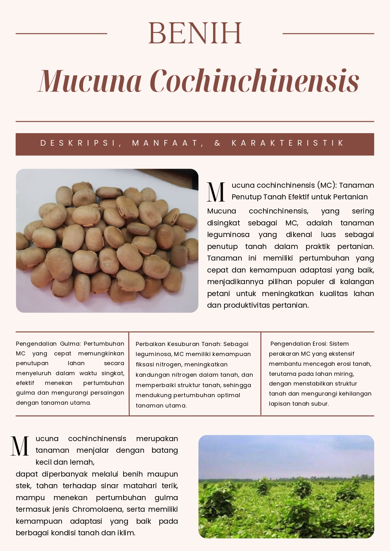 Benih Mucuna Cochinchinensis (MC)