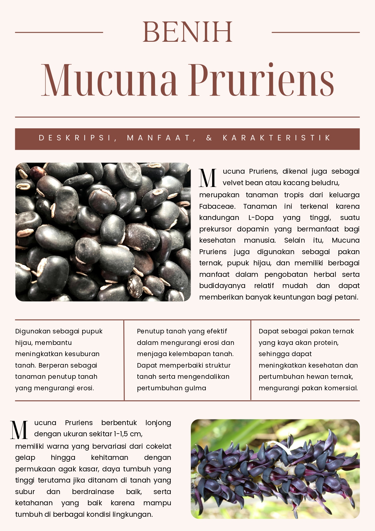 Benih Mucuna Pruriens (MP) oleh CV Plantamor