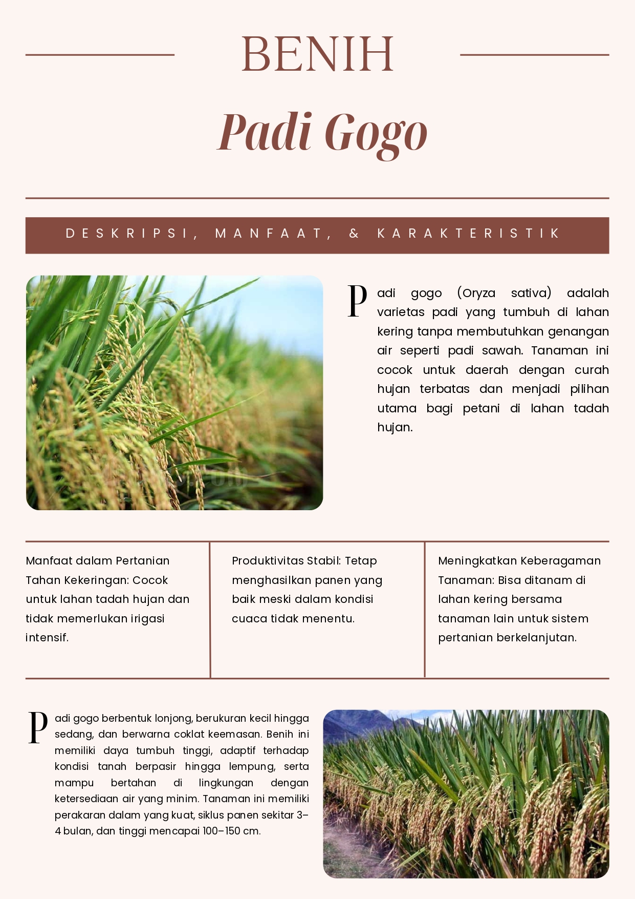 Padi Gogo - Solusi Pertanian Lahan Kering