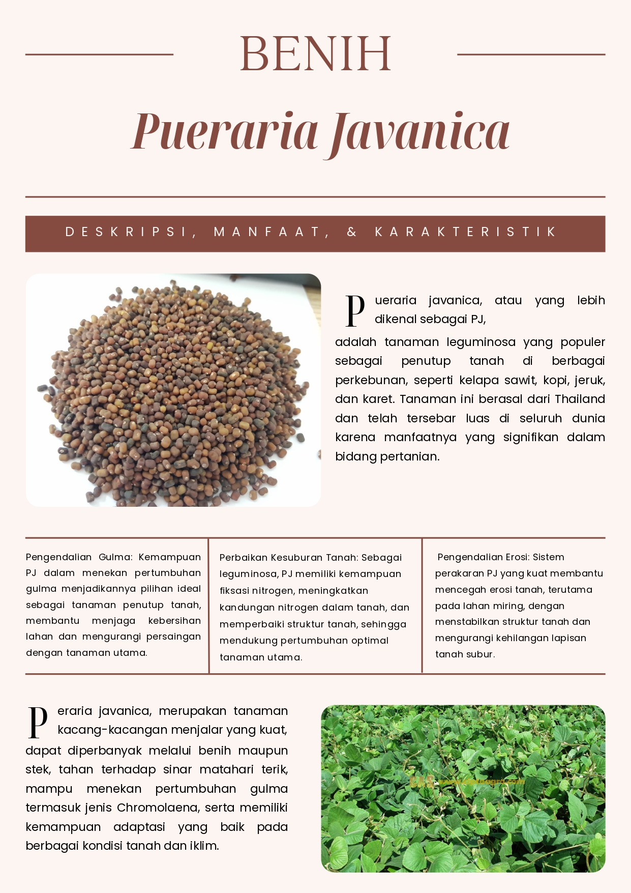 Benih Pueraria Javanica (PJ) dari CV Plantamor