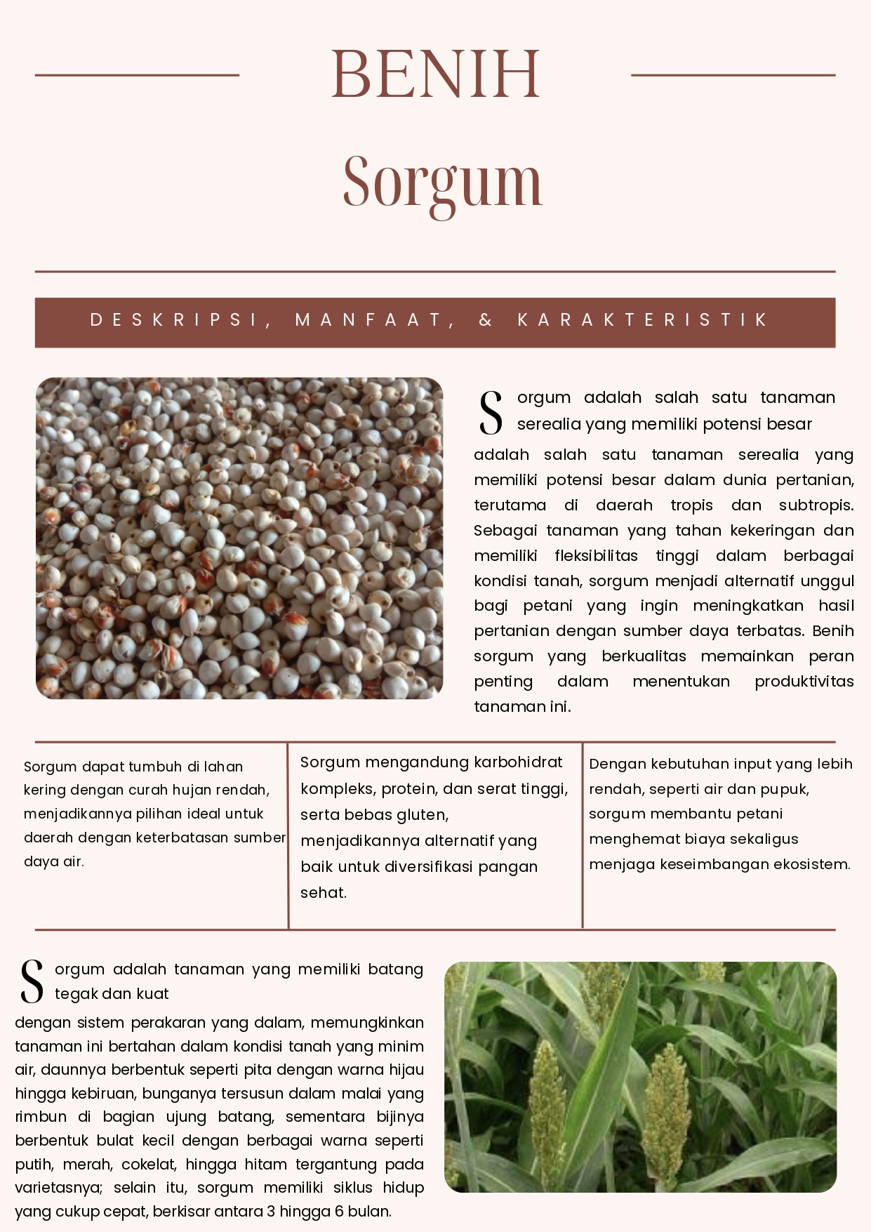 Infografis Produk Benih Sorgum dari CV Plantamor