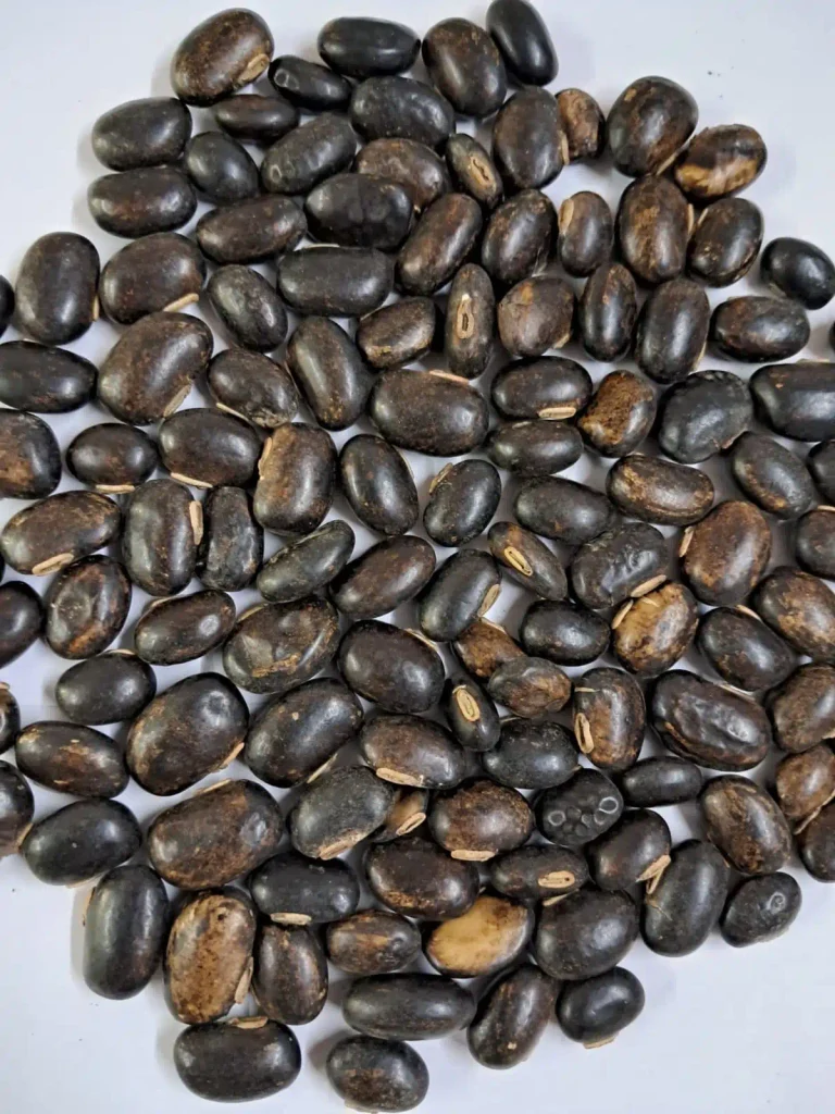 Mucuna pruriens ( MP )