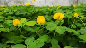 Landep / Arachis pintoii