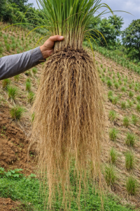 Vetiver sebagai Bio-Erosion Control Lereng Curam