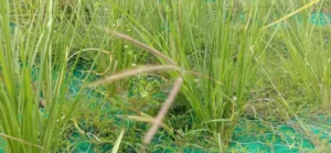 Vetiver sebagai Bio-Erosion Control Lereng Curam