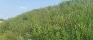 Vetiver sebagai Bio-Erosion Control Lereng Curam