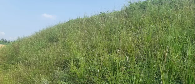 Vetiver sebagai Bio-Erosion Control Lereng Curam