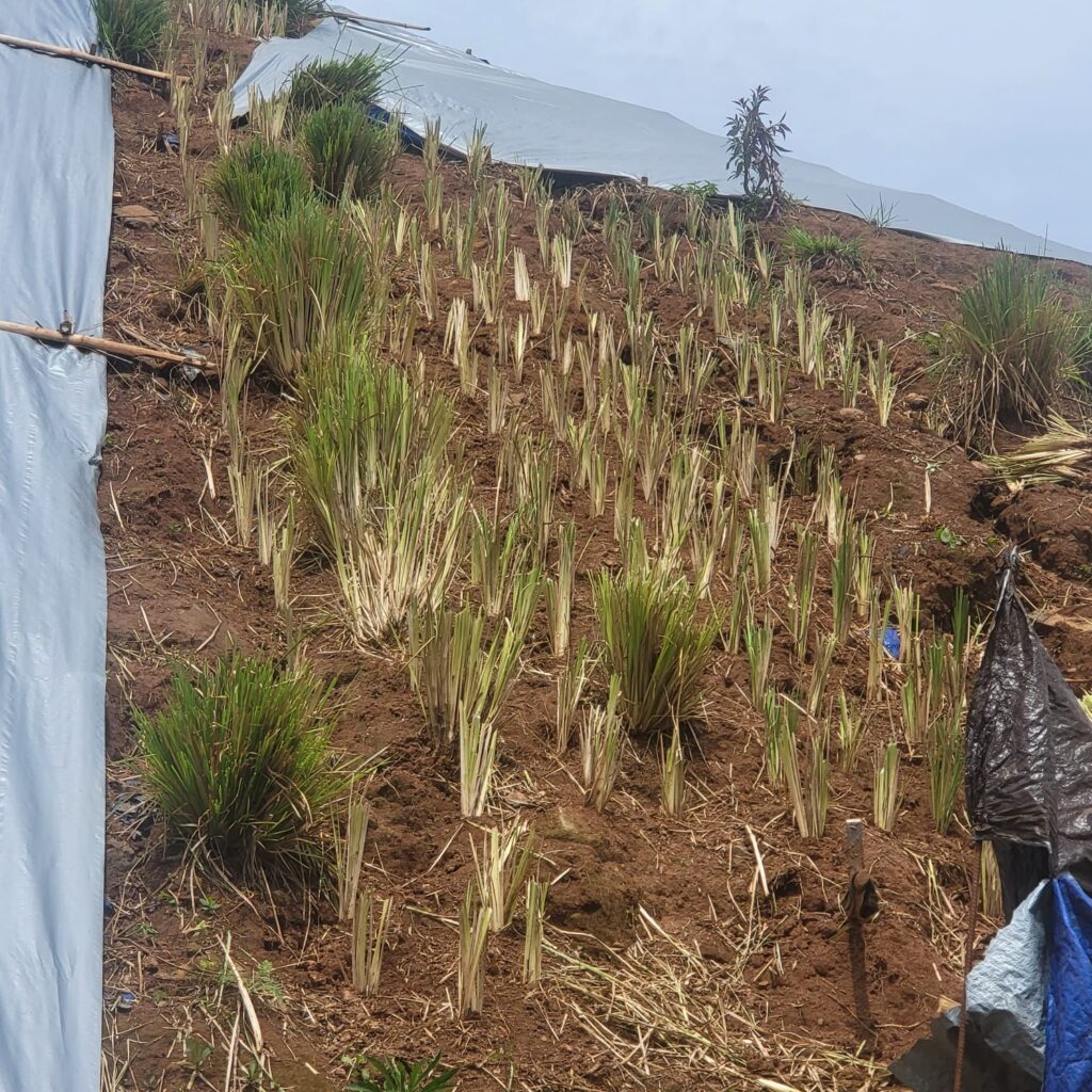 Vetiver sebagai Bio-Erosion Control Lereng Curam