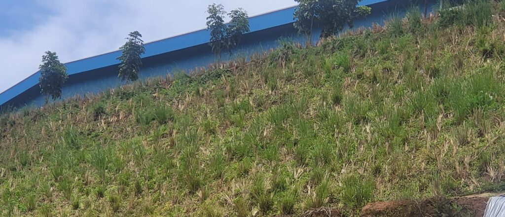 Vetiver sebagai Bio-Erosion Control Lereng Curam