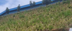 Vetiver sebagai Bio-Erosion Control Lereng Curam