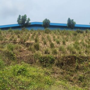 Vetiver sebagai Bio-Erosion Control Lereng Curam