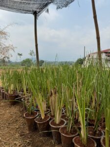 Bibit Rumput Akar Wangi Vetiver
